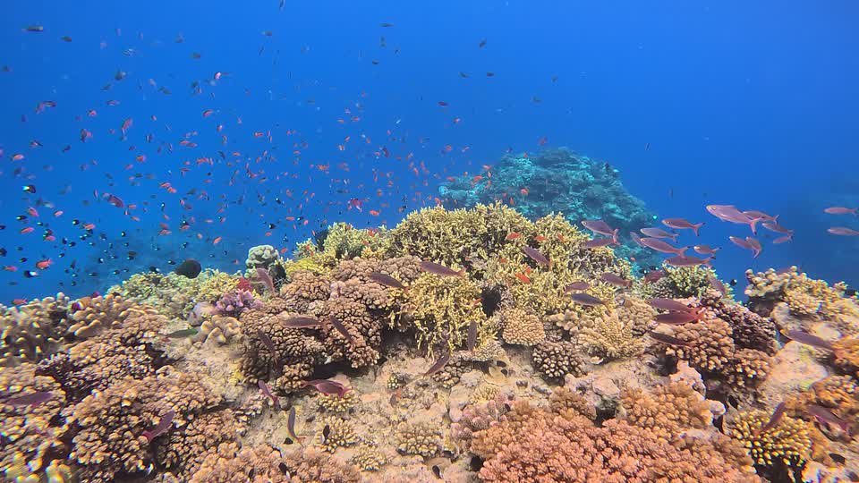 A cloud of small orange reef fish over hard coral, with open blue water behind