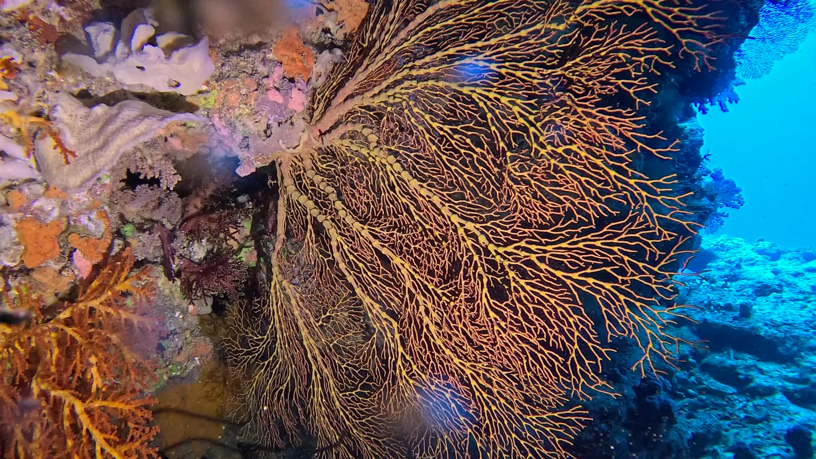 An orange sea fan spreading across a coral wall, with blue water to the right