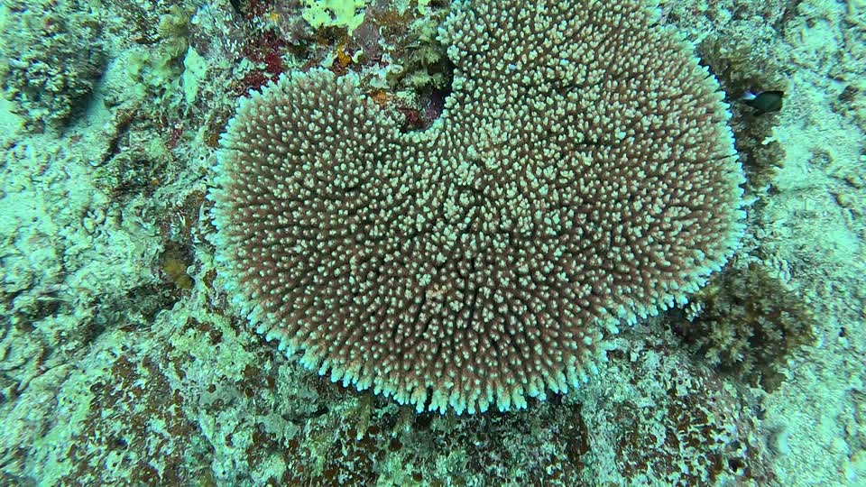 A large table coral seen from above